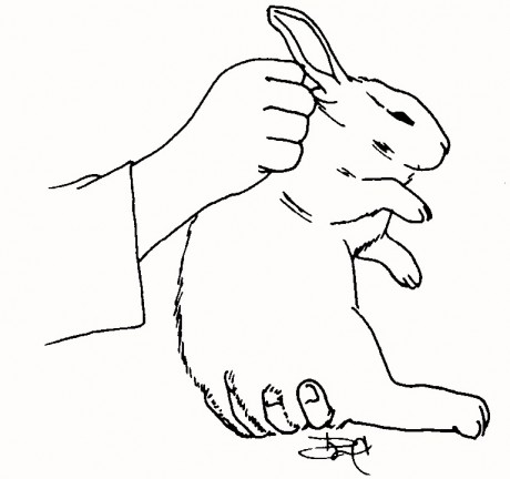 Happy rabbit - MÃ´j novÃ½ domov - MÃ´j novÃ½ domov
